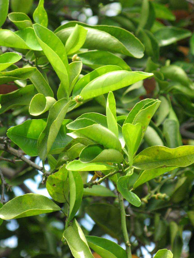              Sun leaves (Winter Haven, FL)       